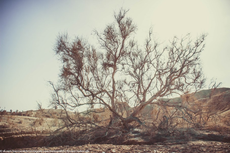 Саксаул черный Haloxylon aphyllum