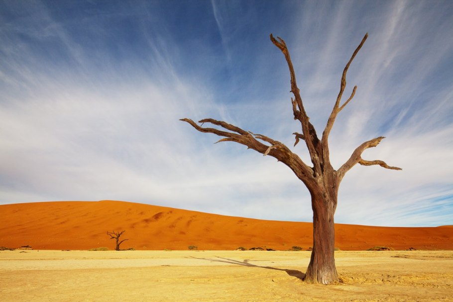 Пустынное дерево саксаул