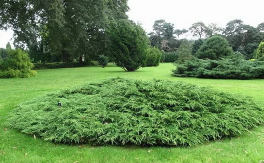 Туя Даника Живая изгородь