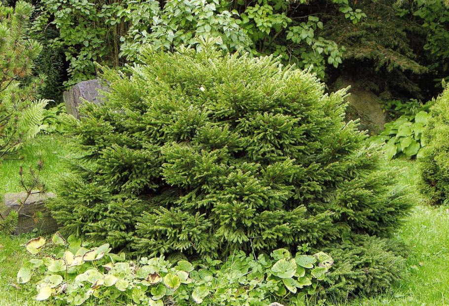 Ель обыкновенная компакта Picea Abies compacta