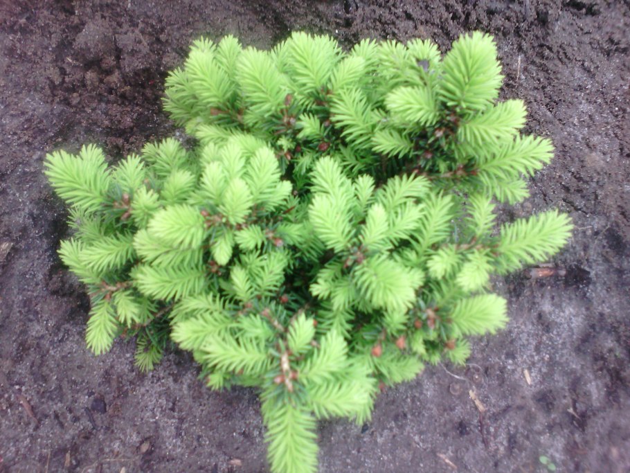 Хвойные вариегатные