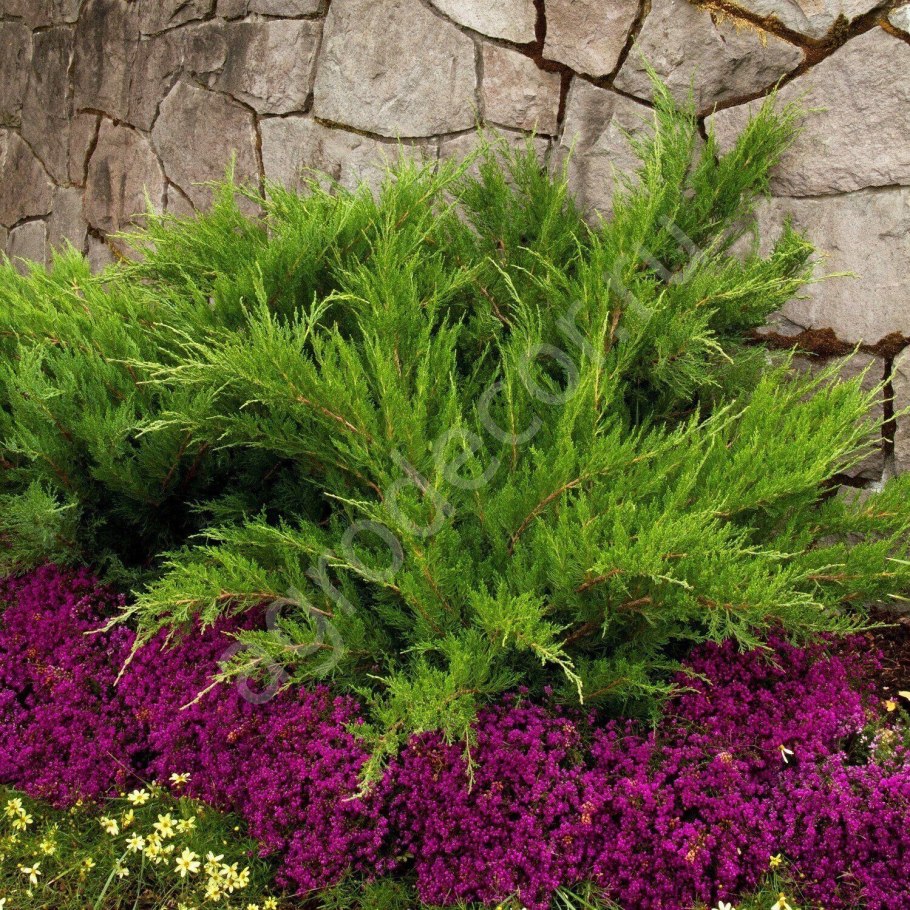 Можжевельник минт джулеп