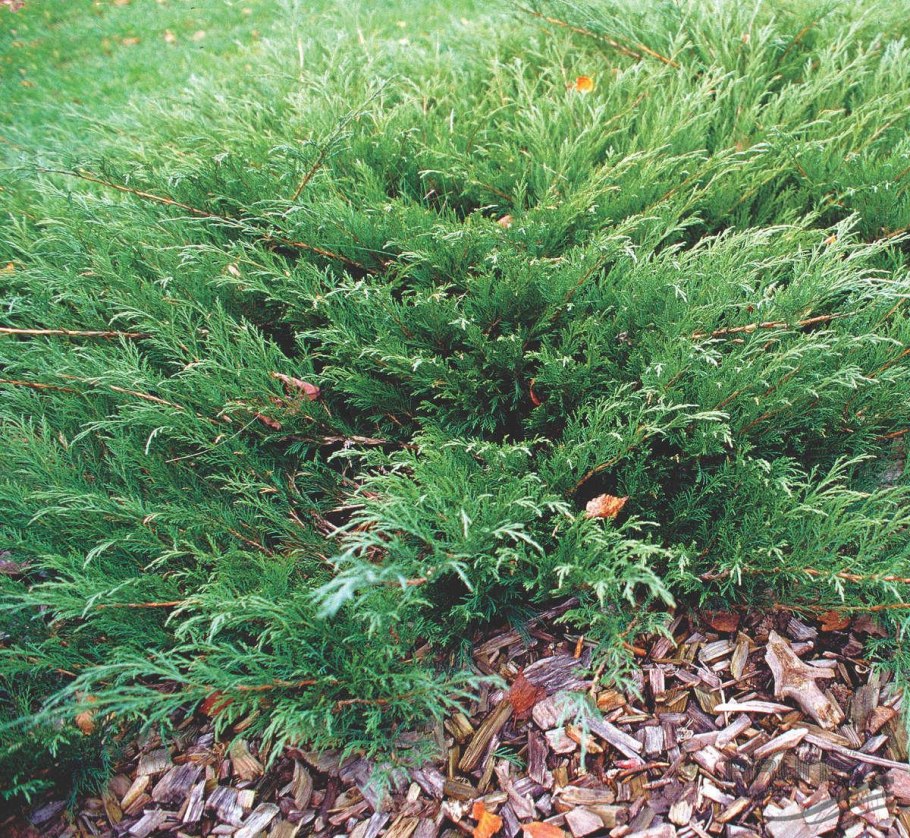 Можжевельник казацкий mas