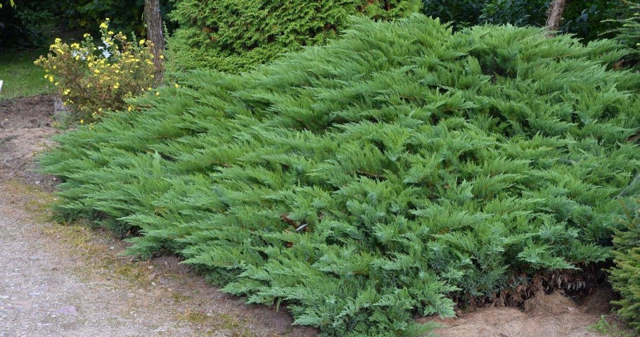 Микробиота можжевельник