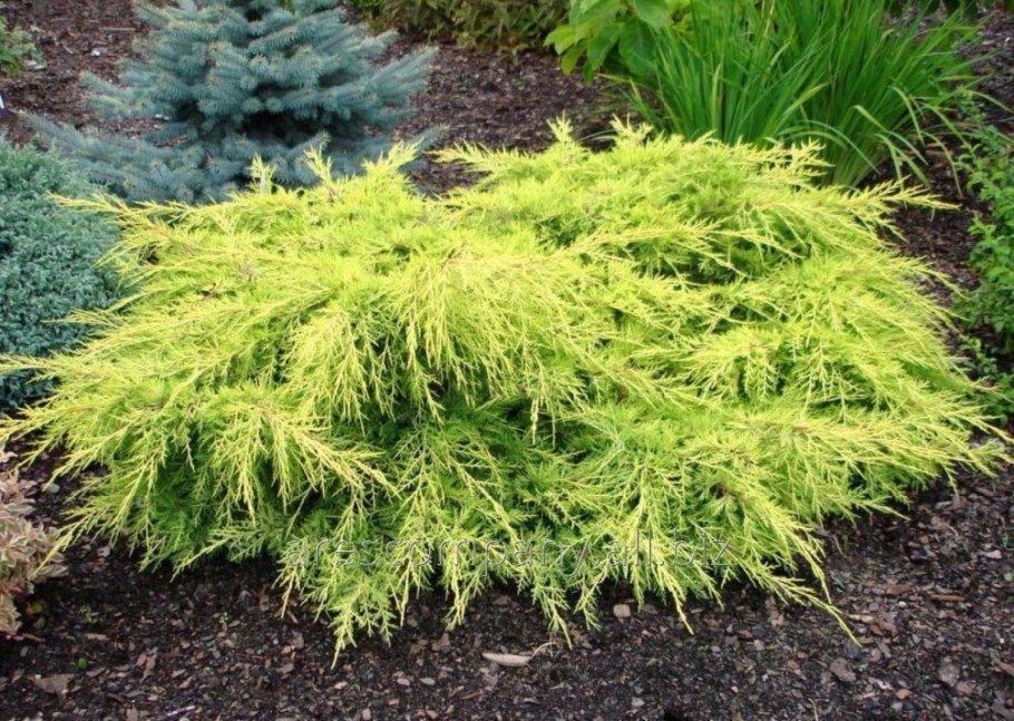 Можжевельник Пфитцериана 'Gold Star'