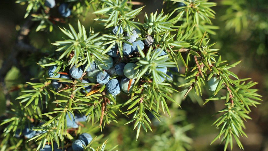 Можжевельник Аркадия