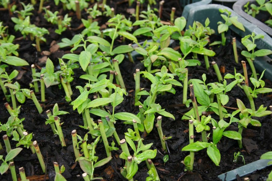 Размножение шиповника отводками летом