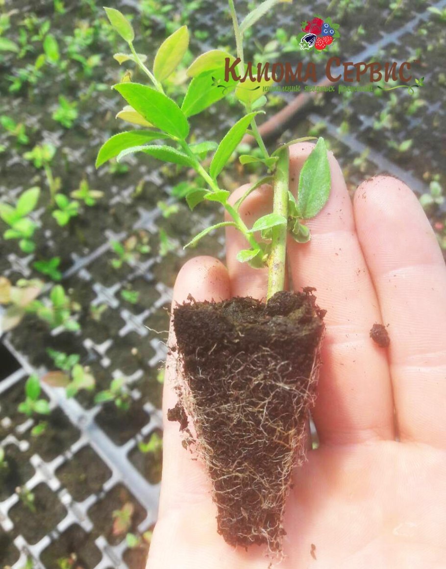 Черенки айвы японской