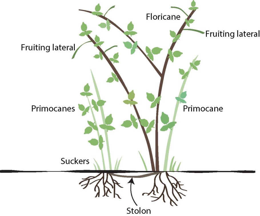 Vegetative propagation