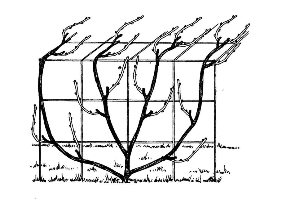 Жимолость схема обрезки куста