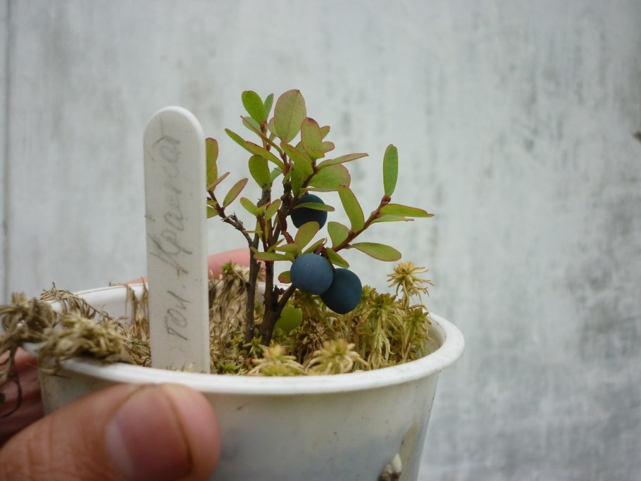 Размножение стеблевыми черенками схема