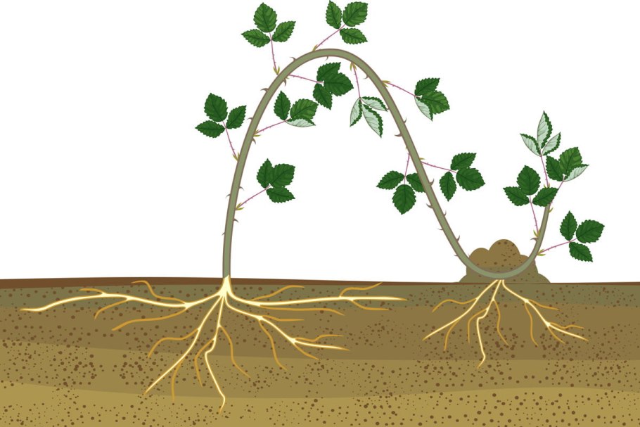 Размножение жимолости отводками