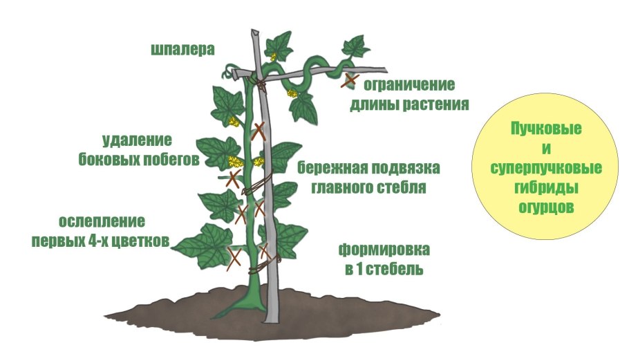 Черенки клюквы