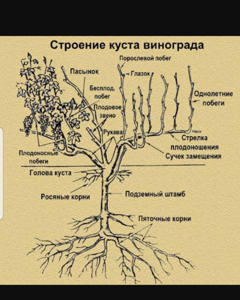 Гетероауксин (индолилуксусная кислота)