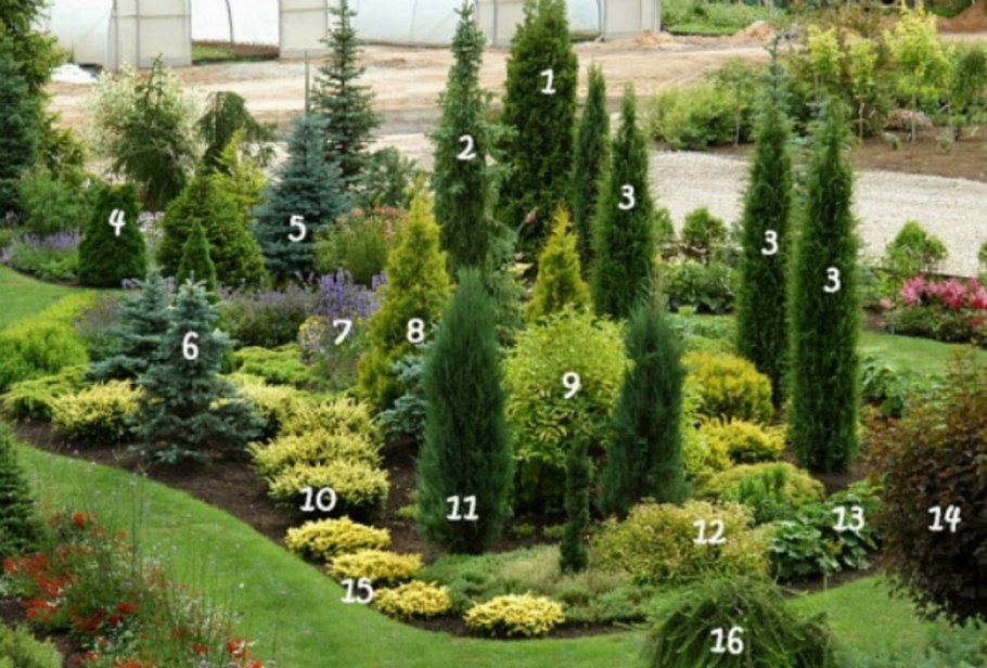 Тис Фастигиата изгородь