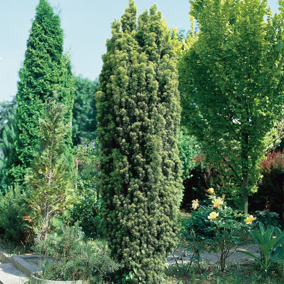 Сосна Горная ниваки