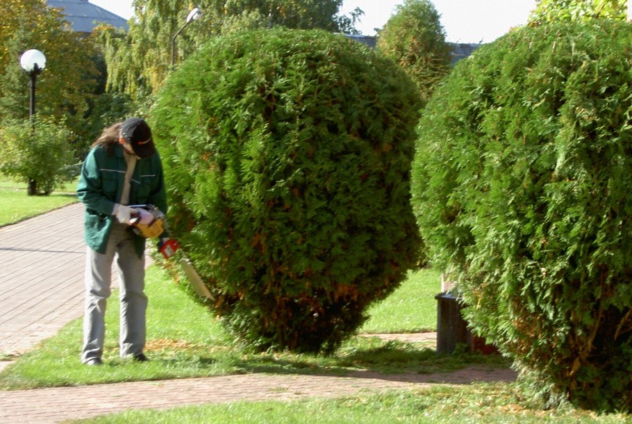 Пихта корейская Silberkugel