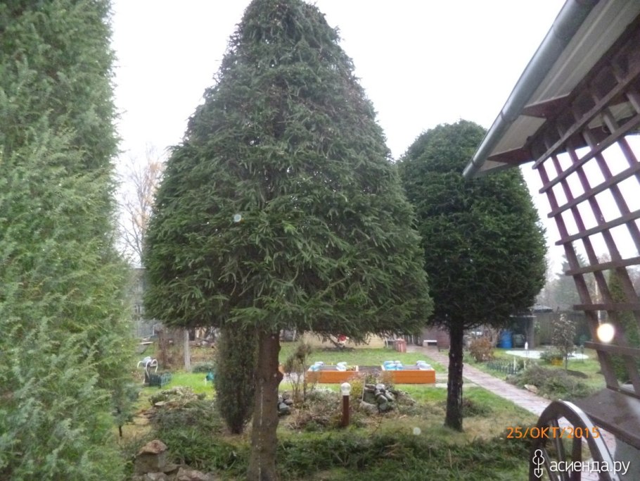 Туя смарагд ниваки