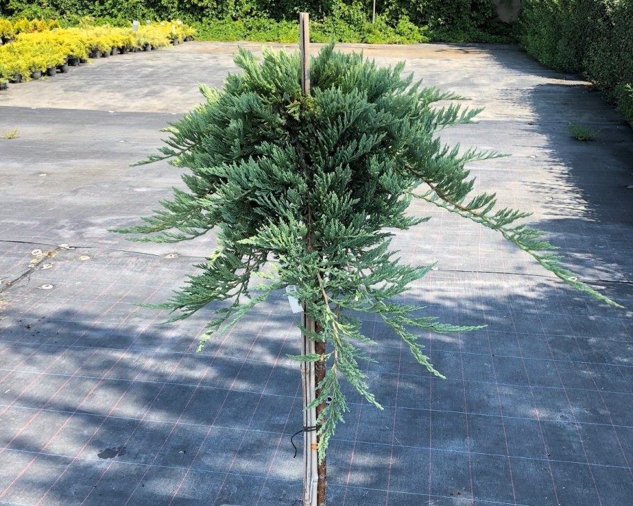 Пятигорский питомник хвойных растений