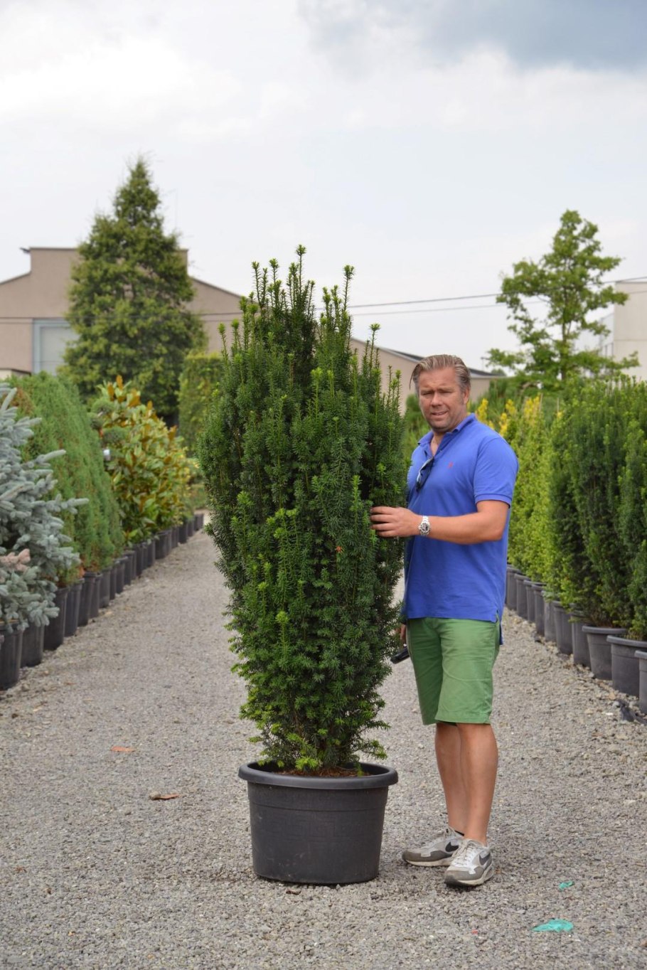 Тис ягодный Фастигиата