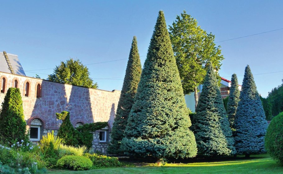 Тис Фастигиата