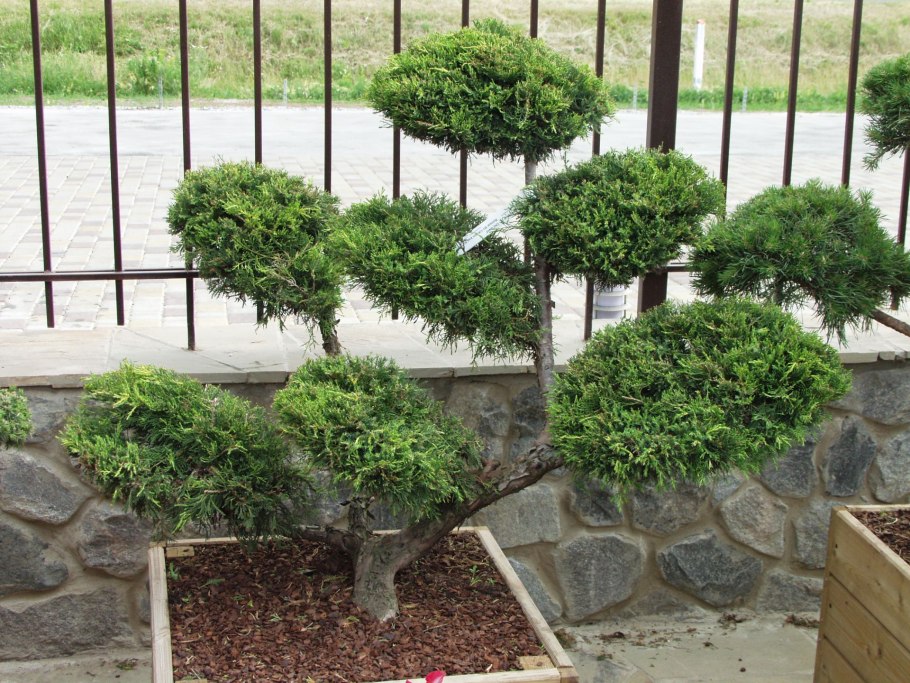 Можжевельник Вилтони на штамбе