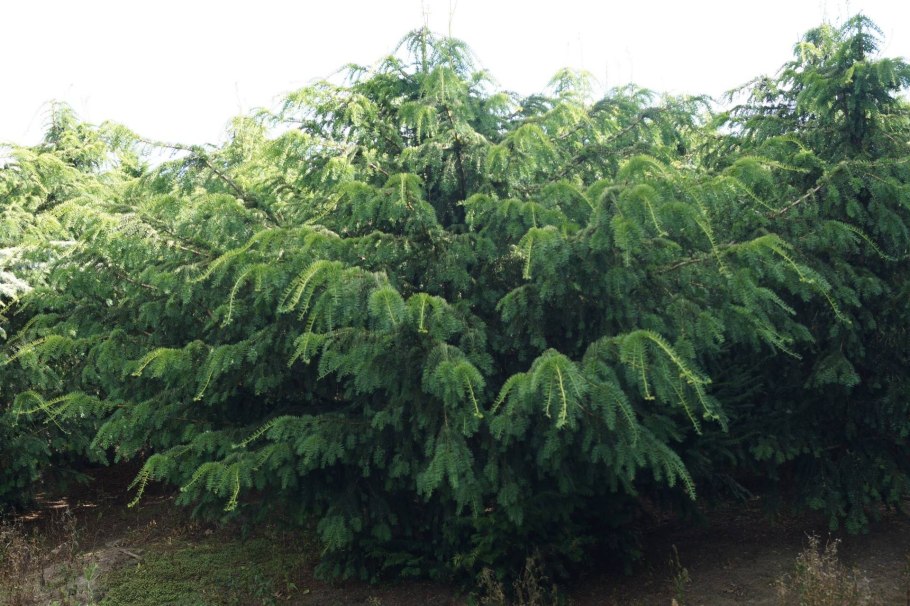 Туи гортензии рододендроны барбарисы