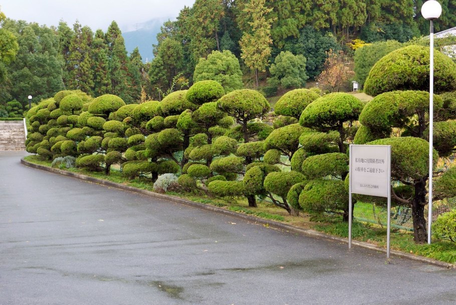 Сосна горная ниваки