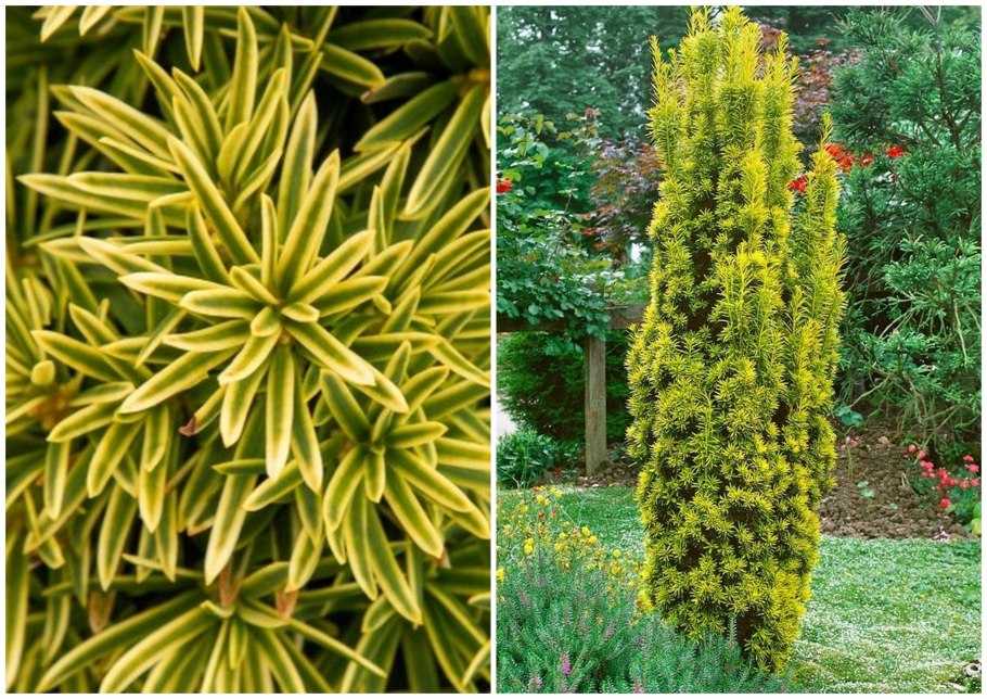 Ива шаровидная куст