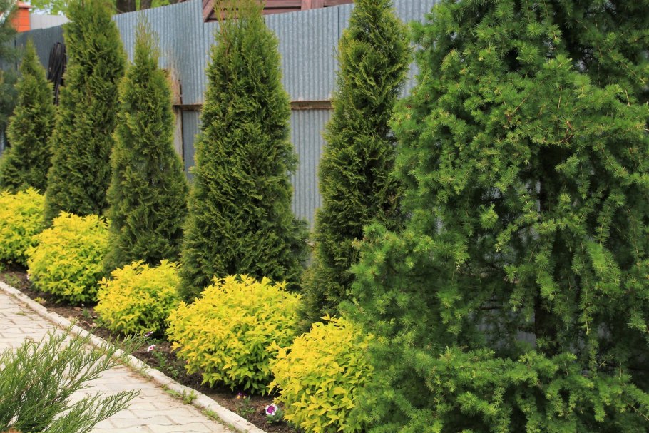 Пихта ниваки