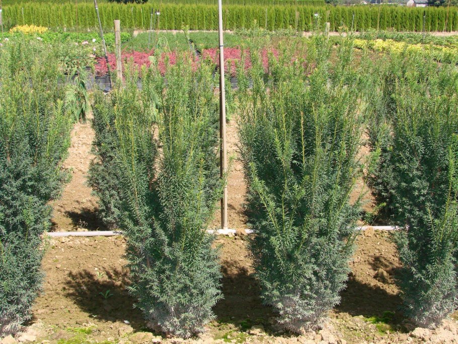 Тисс Taxus baccata