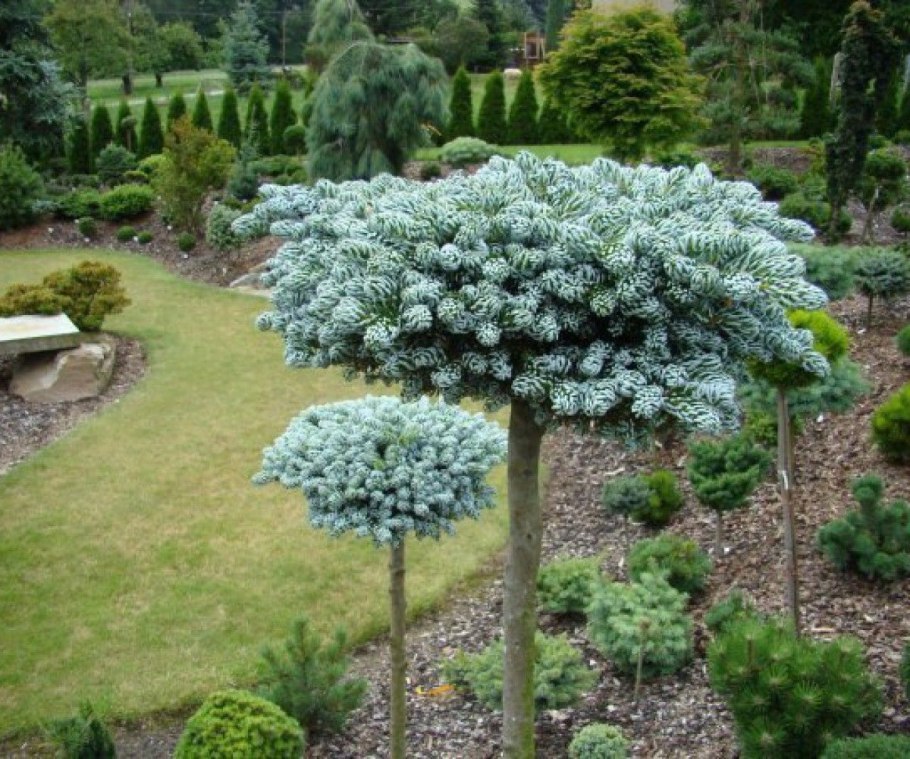 Туя Смарагд ниваки