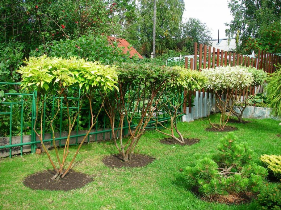 Тис ягодный Элегантиссима