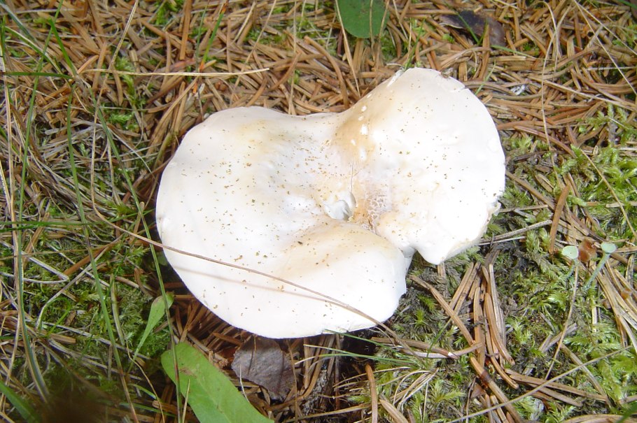 Скрипица Lactarius vellereus.