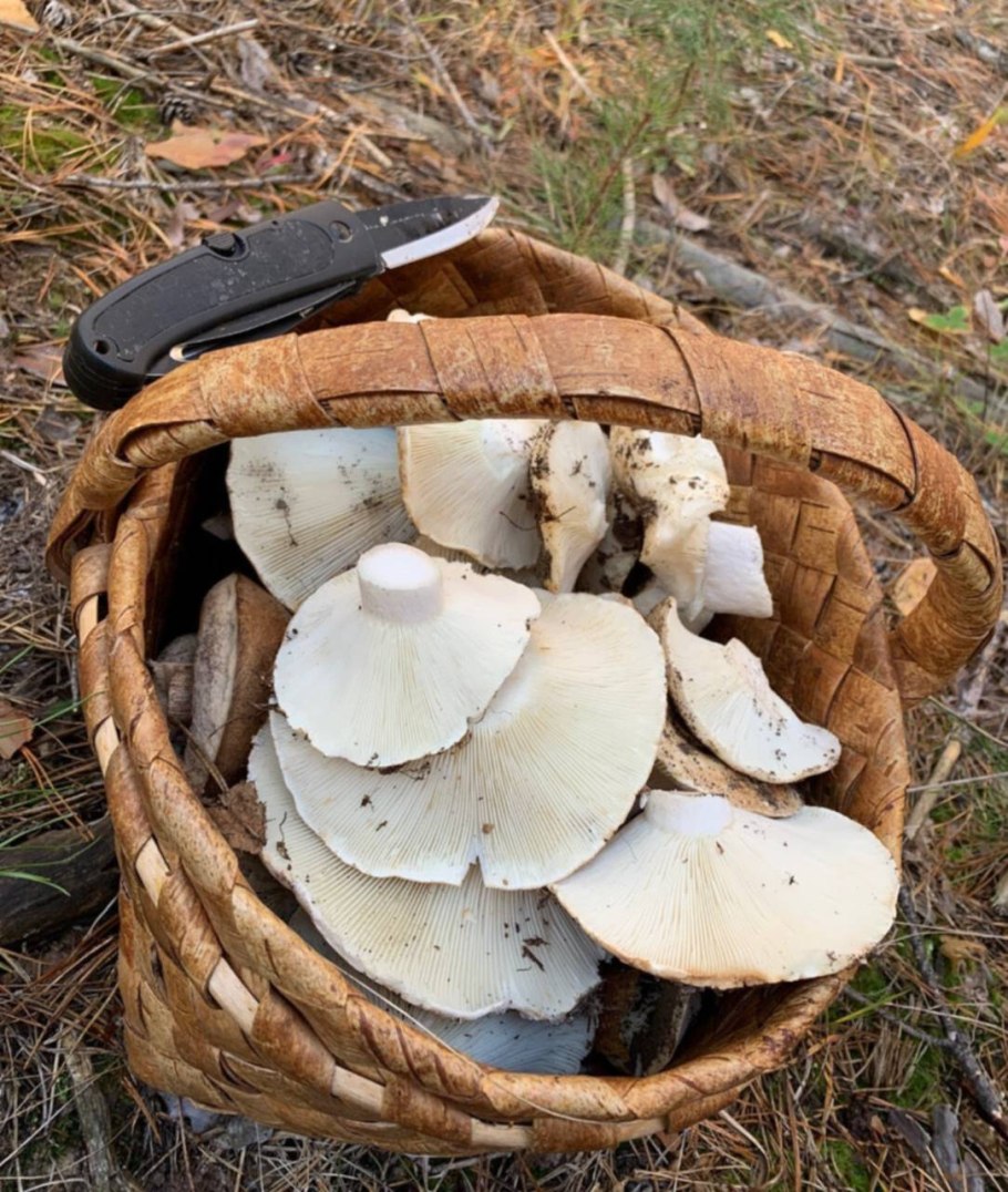 Грибы род скрипица