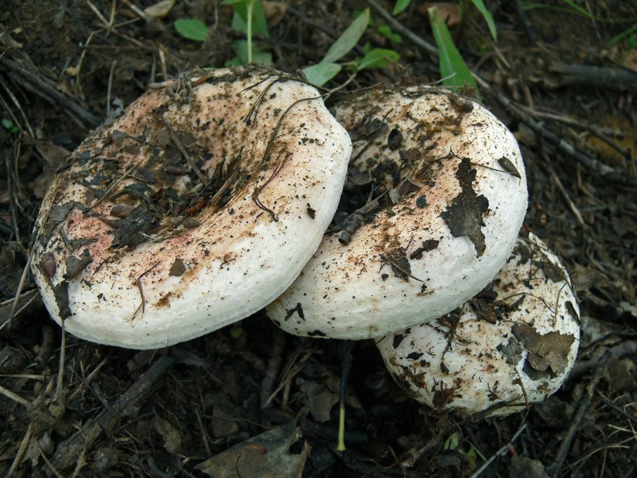 Груздь бахромистый