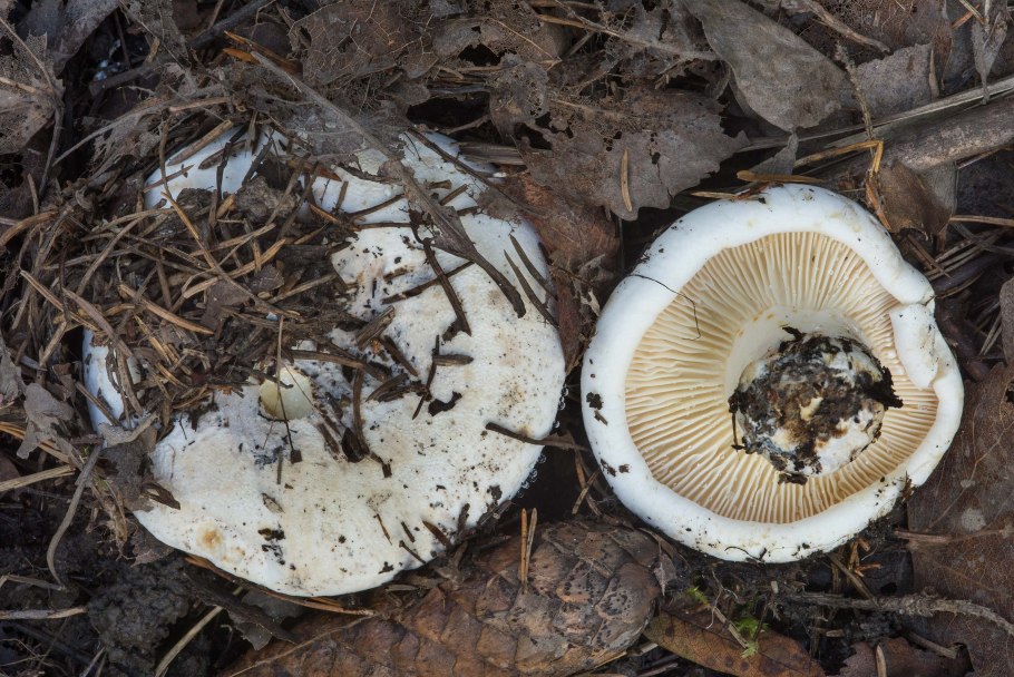 Скрипица Lactarius vellereus.