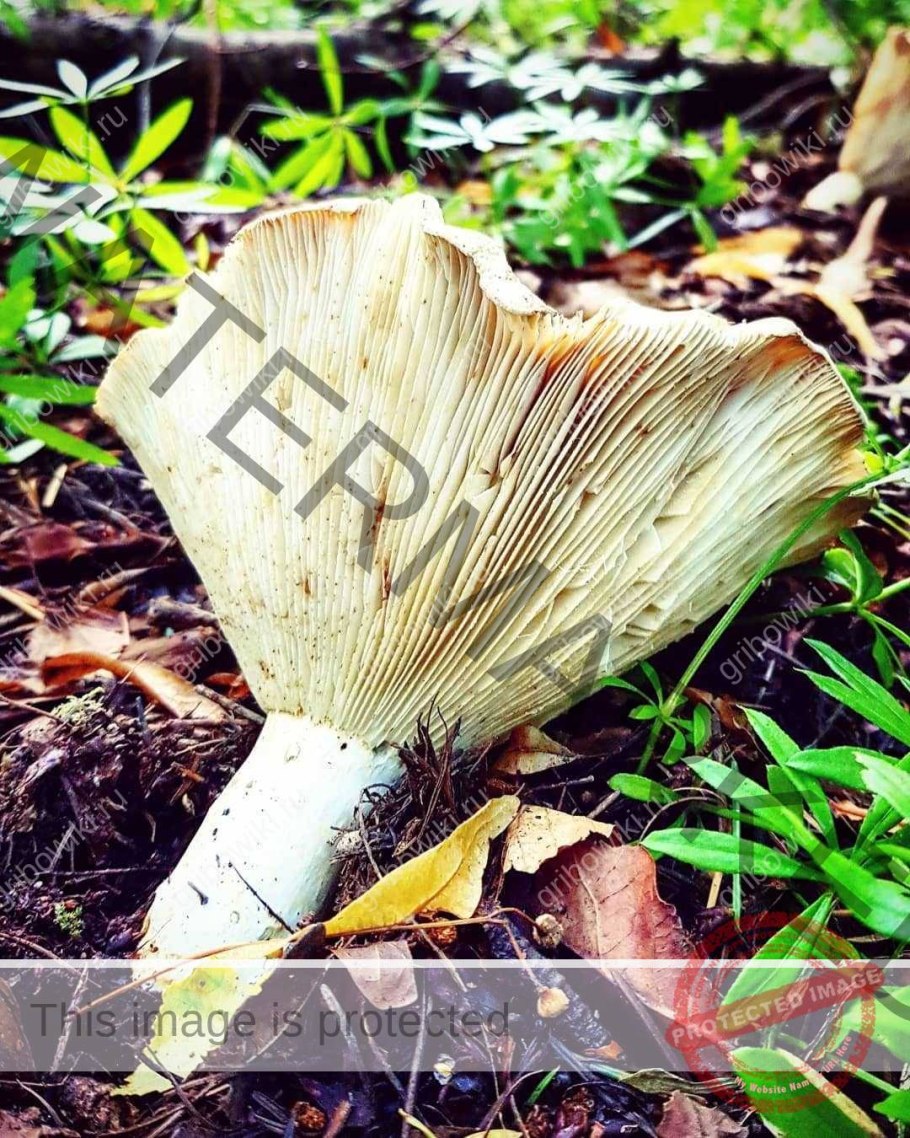 Грибы белянки бежевые