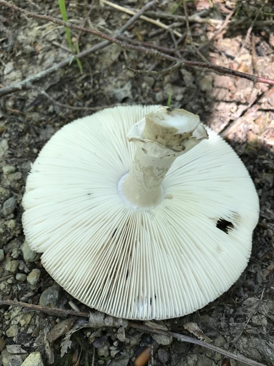 Скрипица Lactarius vellereus.