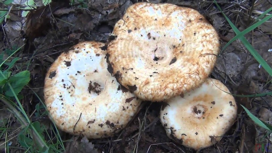 Осиновый груздь (Lactarius controversus)