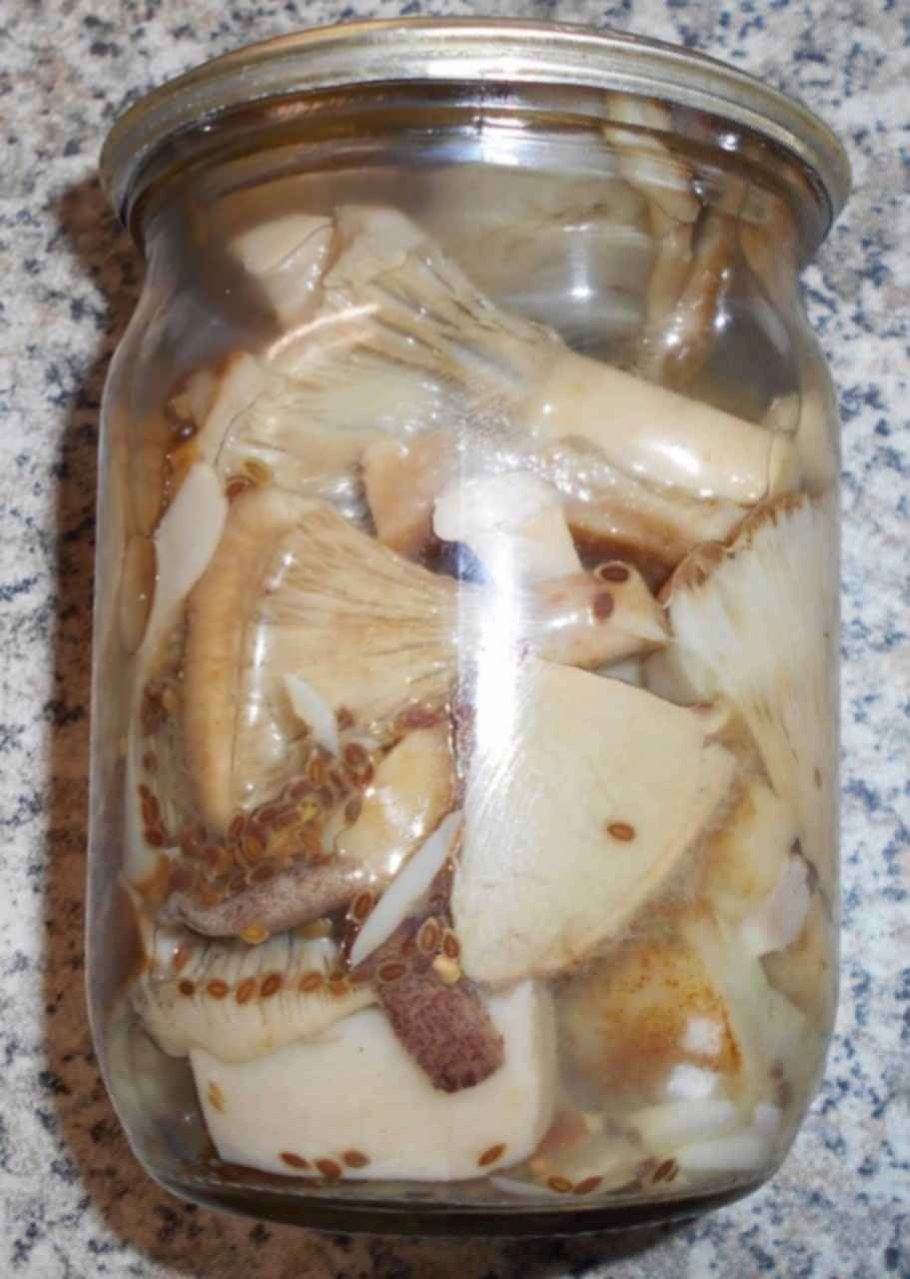 Скрипица подгруздок