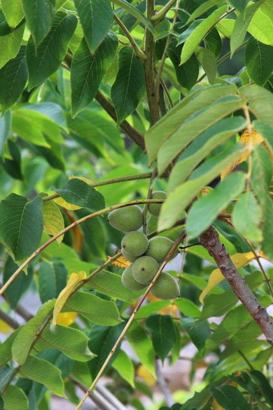 Тунговое дерево плоды
