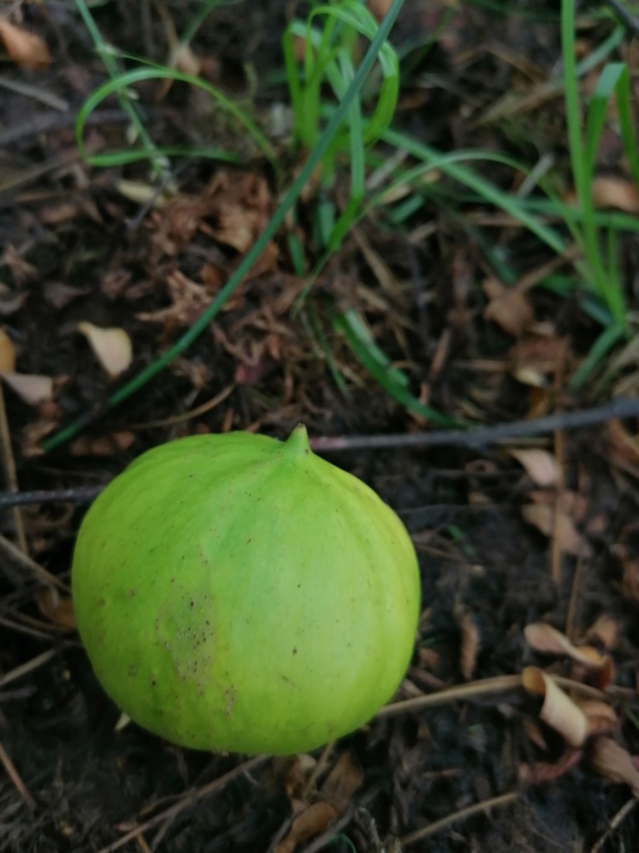 Дерево Ниим в Индии