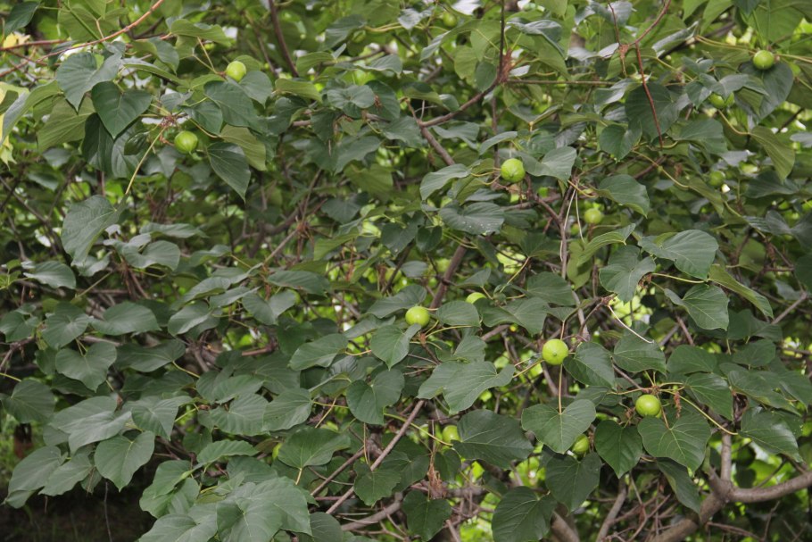 Тунга растение