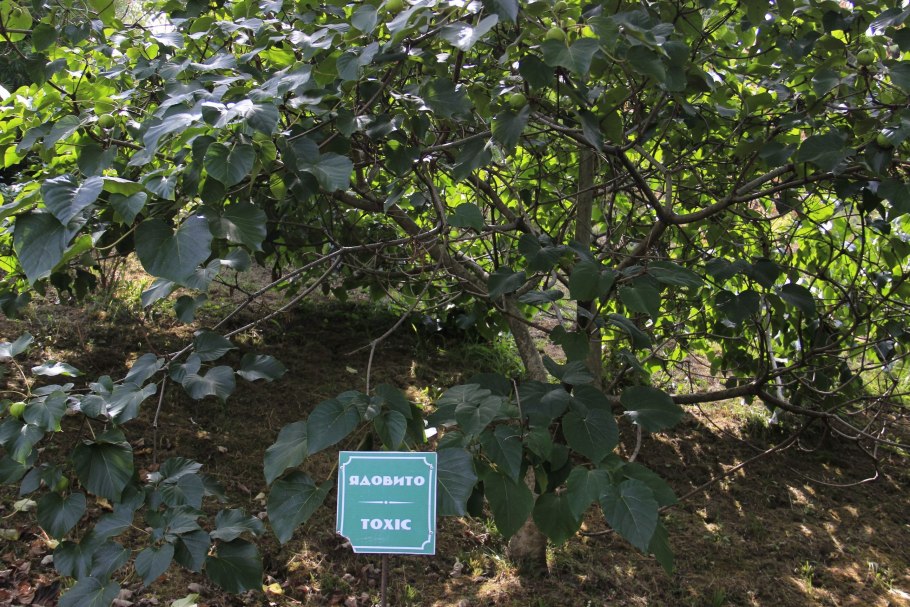 Тунг китайский