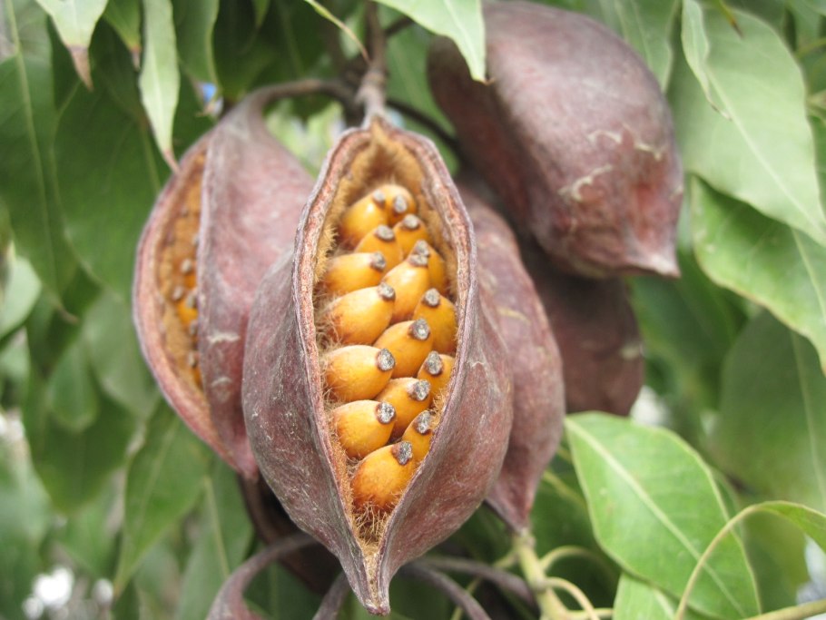 Тунговое дерево на Кипре