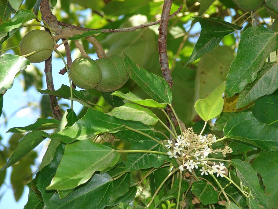 Тунг Форда дерево