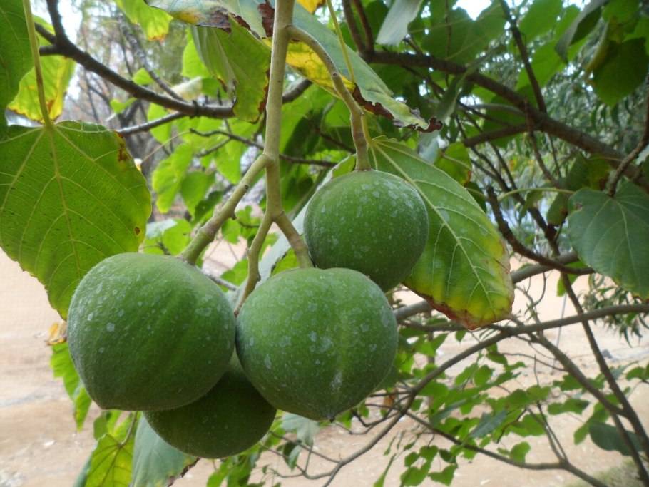 Лумбанг (aleurites moluccana)