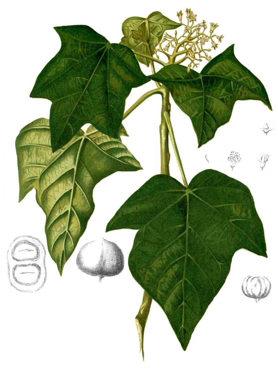 Висчщие растения Таиланда