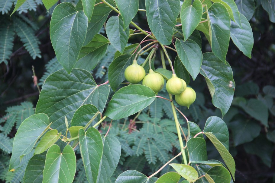 Тунговое дерево в Абхазии
